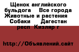 Щенок английского бульдога  - Все города Животные и растения » Собаки   . Дагестан респ.,Кизляр г.